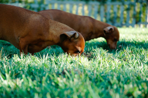 Two dogs eating grass